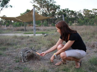 Sam with wallaby at Safe Haven AACE